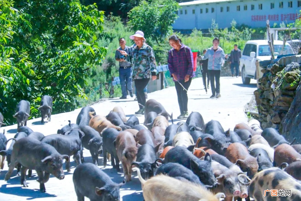 适合养殖的跑山猪品种 四川跑山猪养殖场