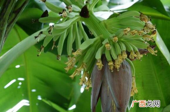 香蕉花怎么吃 香蕉花瓣的食用方法