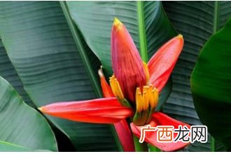 香蕉花怎么吃 香蕉花瓣的食用方法