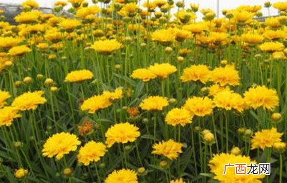 元芙菊泡水喝的功效与作用