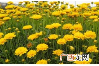 元芙菊泡水喝的功效与作用