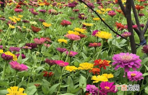 元芙菊泡水喝的功效与作用