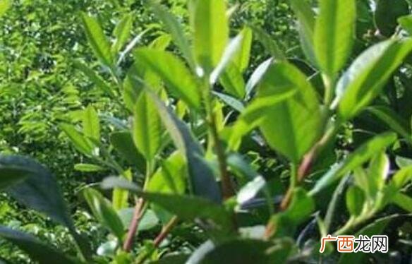 苦丁树花的功效与作用 苦丁树花的药用价值