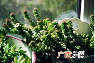 钱串子的养殖方法 养殖钱串子注意事项
