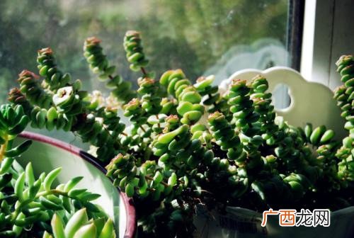 钱串子的养殖方法 养殖钱串子注意事项