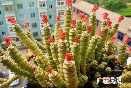钱串子的养殖方法 养殖钱串子注意事项