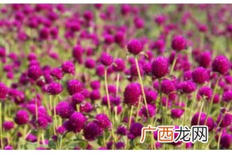 千日红和红巧梅有什么区别