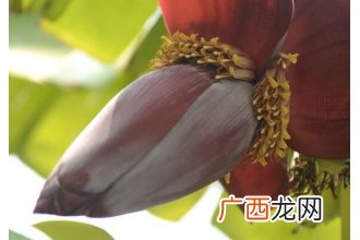 香蕉花的作用与功效 吃香蕉花的好处有哪些