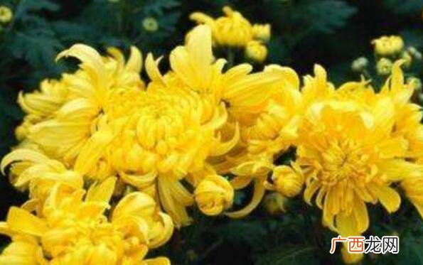 怀菊花和菊花的区别 菊花的功效与作用