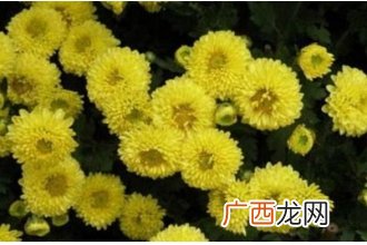 怀菊花和菊花的区别 菊花的功效与作用