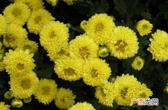 怀菊花和菊花的区别 菊花的功效与作用