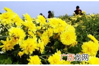 怀菊花的功效与作用 怀菊花的禁忌