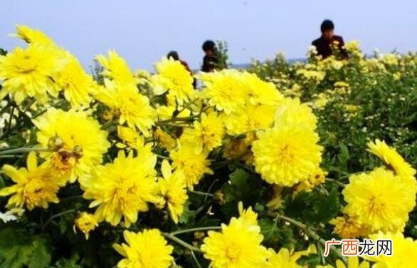 怀菊花的功效与作用 怀菊花的禁忌