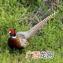 投入少的特种养殖 特种养殖介绍