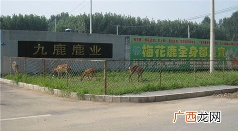 天津市养殖场 天津鹿养殖场