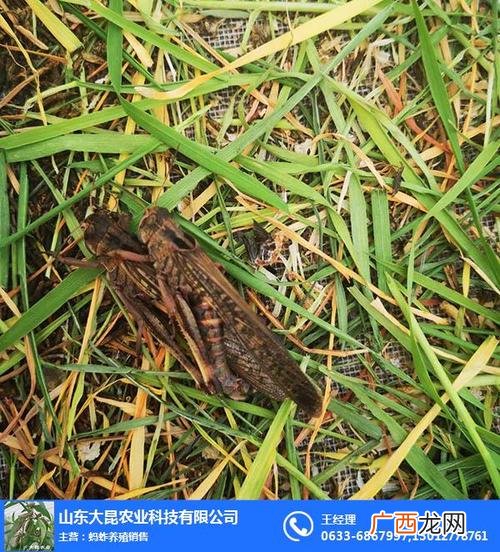 水蛭几月份出来 天津蚂蚱养殖基地