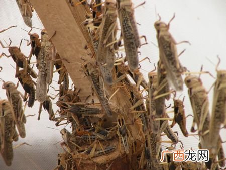 水蛭几月份出来 天津蚂蚱养殖基地