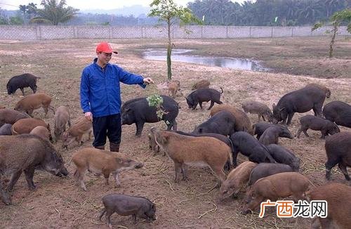 放养野猪养殖场设计图 铜川野猪养殖场