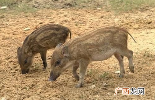 放养野猪养殖场设计图 铜川野猪养殖场