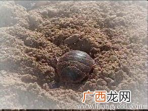 养殖100平方土元利润 土元养殖需要多少钱