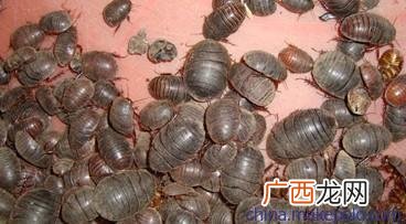 养殖100平方土元利润 土元养殖需要多少钱
