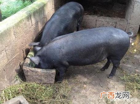 散养土猪什么品种好 土猪养殖喂什么