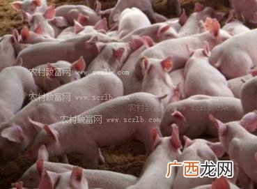 散养土猪什么品种好 土猪养殖喂什么