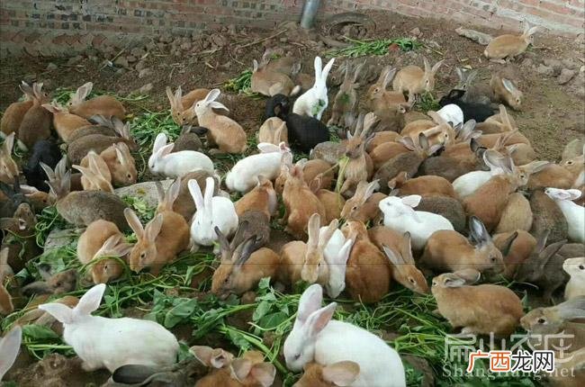 养的兔子怎么卖出去 兔子养殖哪种好卖
