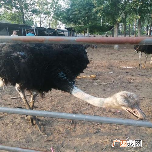 鸵鸟养殖怎么样 鸵鸟养殖难吗