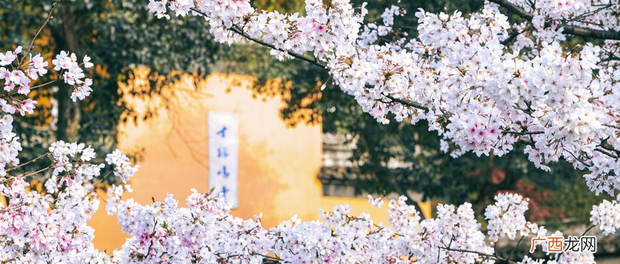 2022南京赏樱花好去处大汇总