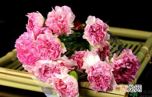 母亲节送什么花好？母亲节应该送什么鲜花？