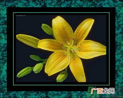 母亲节送什么花好？母亲节应该送什么鲜花？