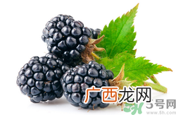 桑葚什么时候成熟?桑葚什么时候吃最好