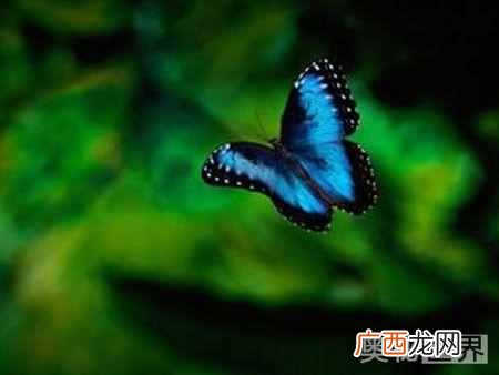 蝴蝶效应出自哪里 蝴蝶效应是什么意思
