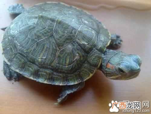 教你正确饲养巴西龟方法 巴西龟吃什么
