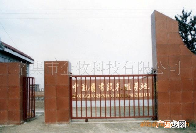 五常麝香鼠养殖基地 辛集市麝香鼠养殖基地