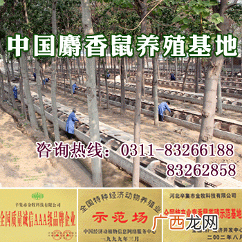 五常麝香鼠养殖基地 辛集市麝香鼠养殖基地