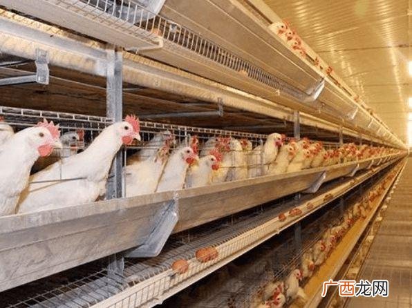 鹅鸭是什么品种 鸭鹅养殖初期