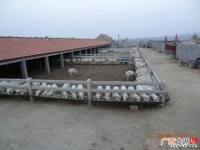 乌骨羊养殖基地 羊养殖基地的照片