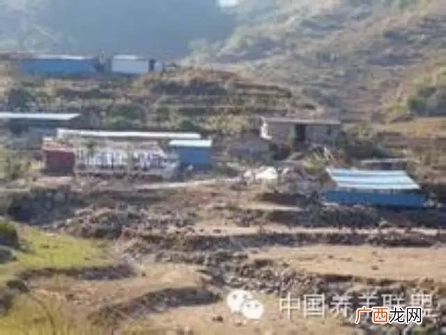 乌骨羊养殖基地 羊养殖基地的照片