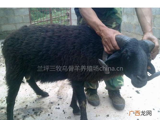 乌骨羊养殖基地 羊养殖基地图片欣赏