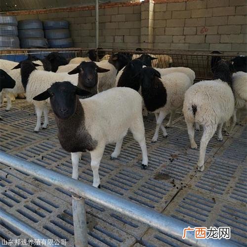 乌骨羊养殖基地 羊养殖基地图片欣赏