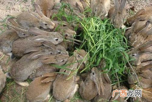 农村养殖什么好养 养植 养殖