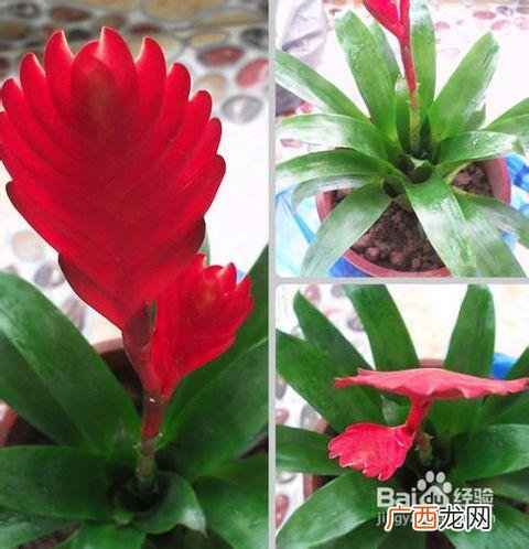 农村养殖什么好养 养植 养殖