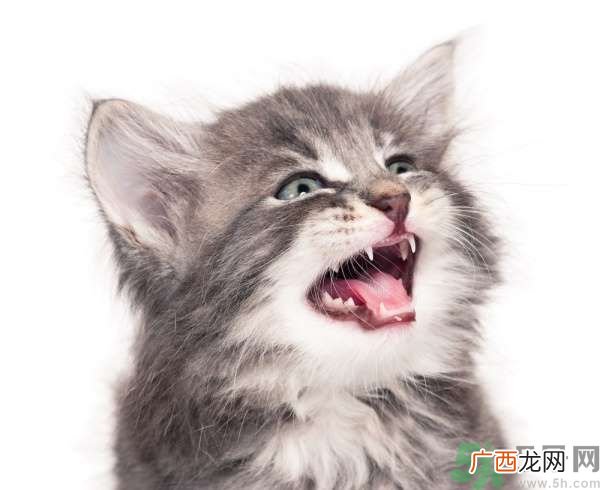 猫咪什么在时候换牙？猫咪换牙要注意什么？