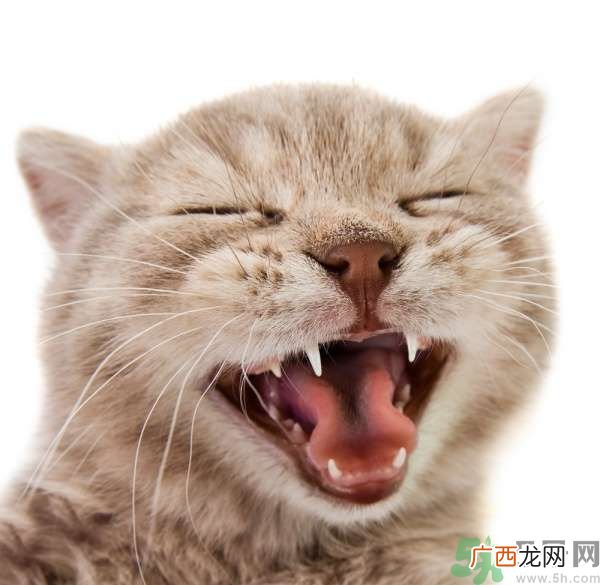 猫咪什么在时候换牙？猫咪换牙要注意什么？