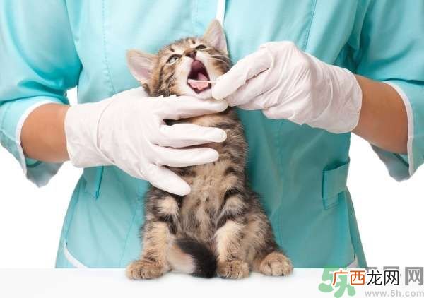猫咪什么在时候换牙？猫咪换牙要注意什么？