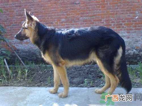 昆明犬产后吃什么好?昆明犬的饮食