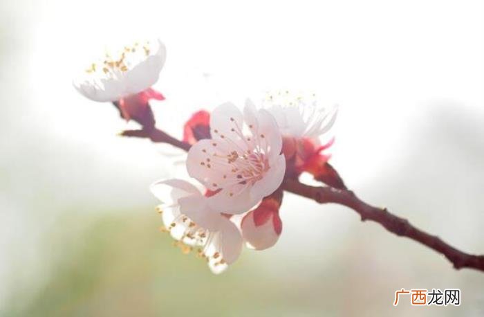 春天来了的朋友圈该怎么发 春天的说说