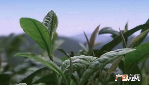 教你选购金骏眉技巧 金骏眉属于什么茶
